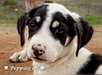 Update: Peppito  und Prince  suchen ein Zuhause