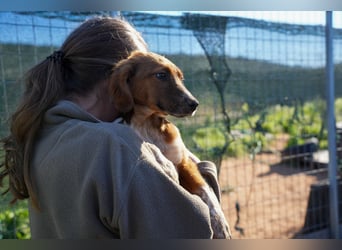 Elias, Evi, Elli und Eros suchen ab Ende März ein Zuhause