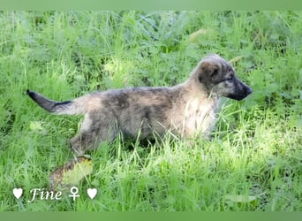Felicita, Felix, Flori, Fanny, Frida und Fine suchen ab Ende Dezember ein Zuhause