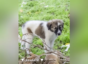 Felicita, Felix, Flori, Fanny, Frida und Fine suchen ab Ende Dezember ein Zuhause