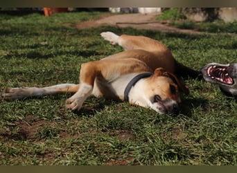 Verschmuste Familienhündin Nellie sucht ihr Zuhause - In der Südpfalz zu besuchen