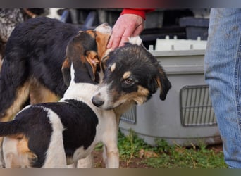 Doros, Dinos, Deri und Dex  suchen ein Zuhause