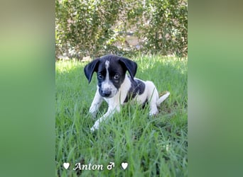 Ada,  Anton, Albert und Argos  suchen ab Mitte November ein Zuhause