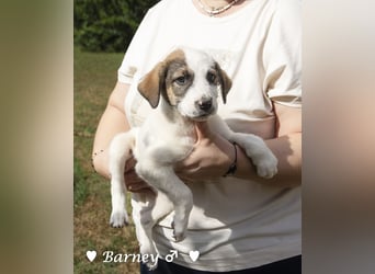 Barney, Bella, Bibi und Bina suchen ab Mitte November ein Zuhause
