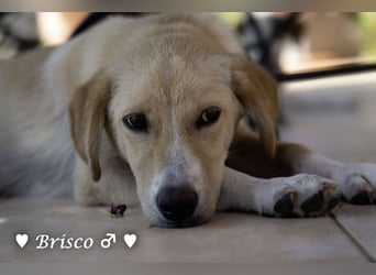 Brisco sucht ein Zuhause