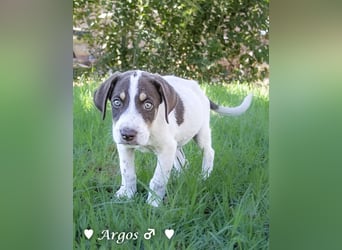 Ada,  Anton, Albert und Argos  suchen ab Mitte November ein Zuhause