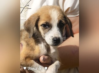 Barney, Bella, Bibi und Bina suchen ab Mitte November ein Zuhause