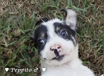Peppito sucht ein Zuhause