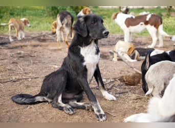Darios, Dakis und Damon suchen ein Zuhause