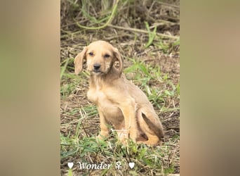 Willie, Wilma und Summer suchen ein Zuhause
