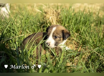 Der kleine Marlon sucht ein Zuhause (zur Pflege in SH)