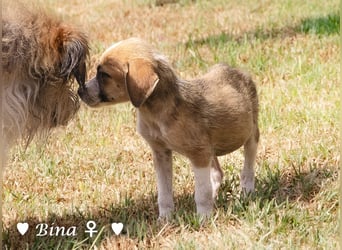 Barney, Bella, Bibi und Bina suchen ab Mitte November ein Zuhause