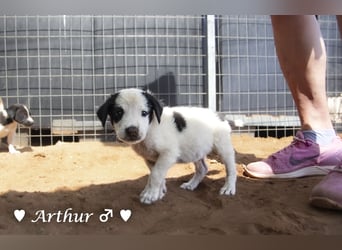 Ada,  Annie, Anton, Albert und Argos  suchen ab Mitte November ein Zuhause