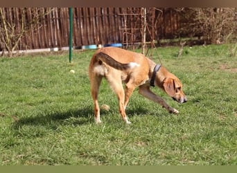 Verschmuste Familienhündin Nellie sucht ihr Zuhause - In der Südpfalz zu besuchen