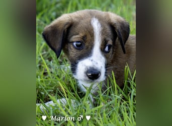 Der kleine Marlon sucht ein Zuhause (zur Pflege in SH)