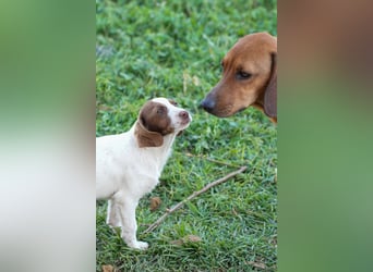 Familienhündin Luna sucht ein Zuhause