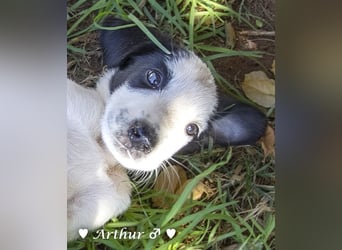 Ada,  Anton, Albert und Argos  suchen ab Mitte November ein Zuhause