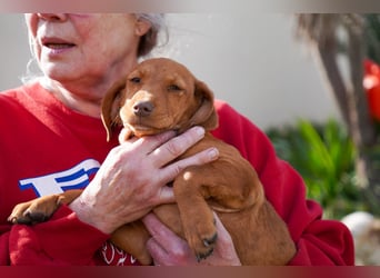 Viszla -Mix Gina, Giorgi, Gaia und Gino suchen ein Zuhause
