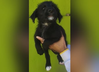 Benny - könnte schon bald auf große Reise gehen