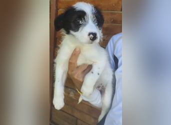 Fiona - hatte Glück im Unglück