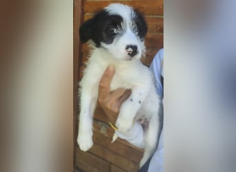 Fiona - hatte Glück im Unglück