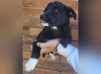 Josie - könnte schon bald auf große Reise gehen
