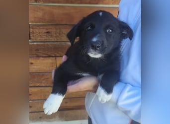 Josie - könnte schon bald auf große Reise gehen