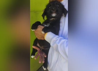 Benny - könnte schon bald auf große Reise gehen