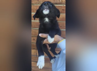 Josie - könnte schon bald auf große Reise gehen
