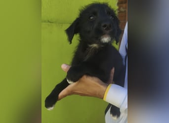 Benny - könnte schon bald auf große Reise gehen