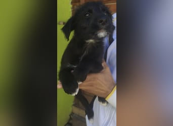 Benny - könnte schon bald auf große Reise gehen
