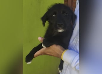 Benny - könnte schon bald auf große Reise gehen