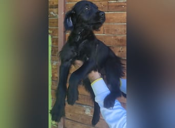 Ronja - wurde vermutlich ausgesetzt