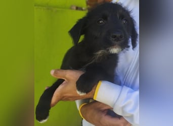 Benny - könnte schon bald auf große Reise gehen