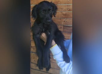 Ronja - wurde vermutlich ausgesetzt