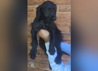 Ronja - wurde vermutlich ausgesetzt