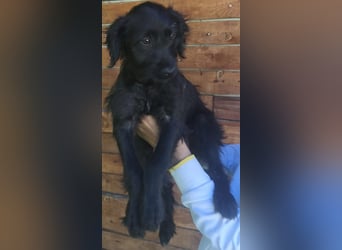 Ronja - wurde vermutlich ausgesetzt