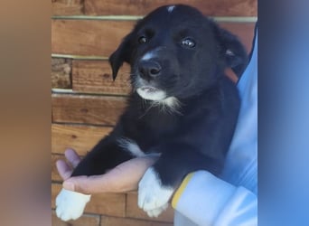 Josie - könnte schon bald auf große Reise gehen