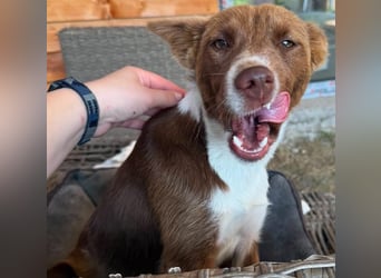 Elisa - bezaubernde Hundedame