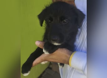 Benny - könnte schon bald auf große Reise gehen