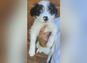 Fiona - hatte Glück im Unglück