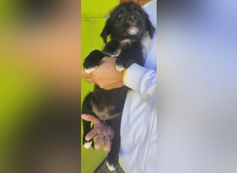 Benny - könnte schon bald auf große Reise gehen