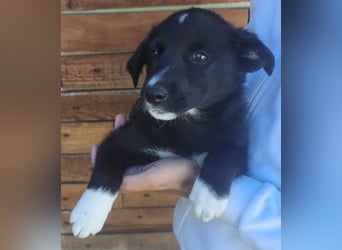 Josie - könnte schon bald auf große Reise gehen