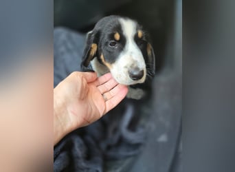 Aruna sucht dich - ja dich