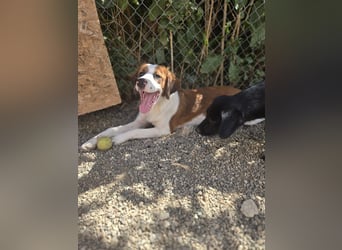 Lola - sucht liebevolle Familie für immer - bist es Du ?