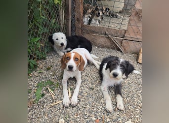 Liv, sucht dich das du ihr zeigst, wie sie ein toller Familienhund wird