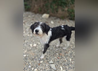 Liv, sucht dich das du ihr zeigst, wie sie ein toller Familienhund wird