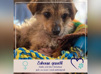 Christina - ich suche ein liebevolles Zuhause, also such ich dich