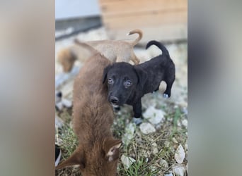 Hermine - freundlich zugewandte junge Maus sucht Dich