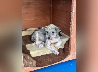 Ari - jung, verspielt - nimmst du mich auf ?